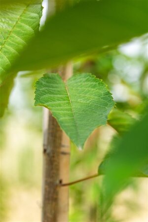 Prunus a. 'Varikse Zwarte'=Big. Noir 10-12 Hoogstam wortelgoed - afbeelding 2