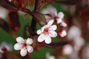 Prunus cistena 40-60 cm wortelgoed struik - afbeelding 1