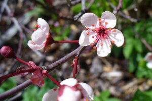 Prunus cistena 40-60 cm wortelgoed struik - afbeelding 2