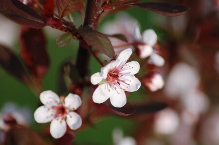 Prunus cistena 60-80 cm wortelgoed struik - afbeelding 1