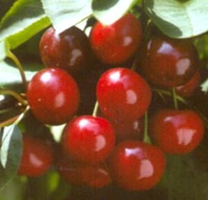 Prunus c. 'May Duke' 10-12 Halfstam wortelgoed