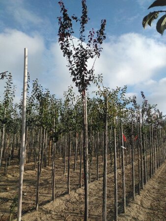 Prunus cer. 'Nigra'= 'Pissardii' 10-12 Hoogstam wortelgoed - afbeelding 2