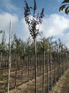 Prunus cer. 'Nigra'= 'Pissardii' 10-12 Hoogstam wortelgoed - afbeelding 2