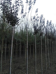 Prunus cer. 'Nigra'= 'Pissardii' 10-12 Hoogstam wortelgoed