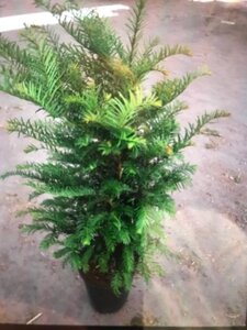 Prunus cer. 'Nigra'= 'Pissardii' 250-300 cm container meerstammig - afbeelding 10