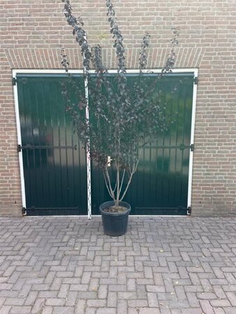 Prunus cer. 'Nigra'= 'Pissardii' 250-300 cm container meerstammig - afbeelding 8