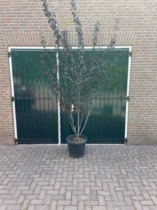 Prunus cer. 'Nigra'= 'Pissardii' 250-300 cm container meerstammig - afbeelding 8