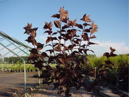 Prunus cer. 'Nigra'= 'Pissardii' 250-300 cm container meerstammig - afbeelding 6