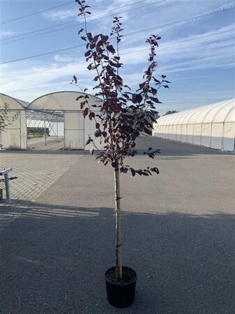 Prunus cer. 'Nigra'= 'Pissardii' 250-300 cm container meerstammig - afbeelding 5