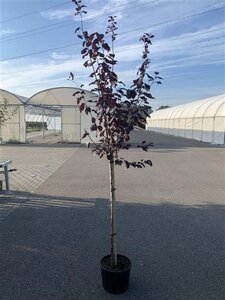 Prunus cer. 'Nigra'= 'Pissardii' 250-300 cm container meerstammig - afbeelding 5