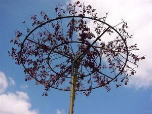 Prunus cer. 'Nigra'= 'Pissardii' 250-300 cm container meerstammig - afbeelding 4