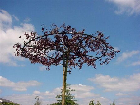 Prunus cer. 'Nigra'= 'Pissardii' 250-300 cm container meerstammig - afbeelding 3