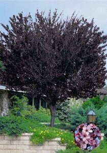Prunus cer. 'Nigra'= 'Pissardii' 250-300 cm container meerstammig - afbeelding 2