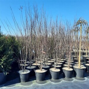 Prunus cer. 'Nigra'= 'Pissardii' 250-300 cm container multi-stem