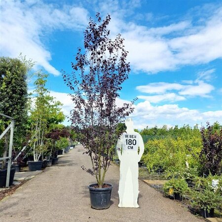 Prunus cer. 'Nigra'= 'Pissardii' 250-300 cm container multi-stem - image 2