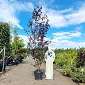 Prunus cer. 'Nigra'= 'Pissardii' 250-300 cm container multi-stem - image 2