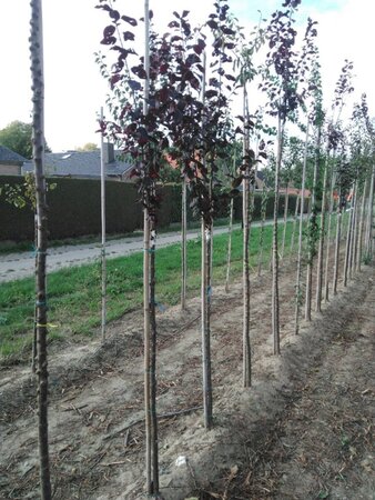 Prunus cer. 'Nigra'= 'Pissardii' 6-8 Halfstam wortelgoed - afbeelding 1