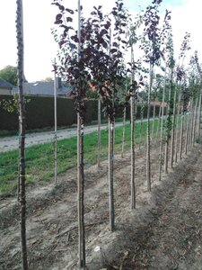 Prunus cer. 'Nigra'= 'Pissardii' 6-8 Halfstam wortelgoed