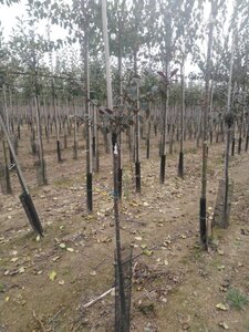 Prunus cer. 'Nigra'= 'Pissardii' 6-8 Halfstam wortelgoed - afbeelding 2