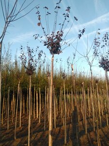 Prunus cer. 'Nigra'= 'Pissardii' 6-8 Hoogstam wortelgoed 225 cm stam