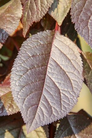 Prunus cer. 'Nigra'= 'Pissardii' 80-100 cm wortelgoed - afbeelding 7