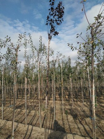 Prunus cer. 'Nigra'= 'Pissardii' 8-10 Hoogstam wortelgoed - afbeelding 1
