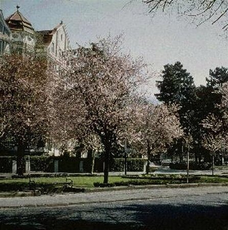 Prunus cer. 'Nigra'= 'Pissardii' 8-10 Hoogstam wortelgoed - afbeelding 3