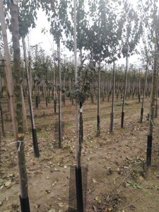 Prunus cer. 'Nigra'= 'Pissardii' 8-10 Hoogstam wortelgoed - afbeelding 2