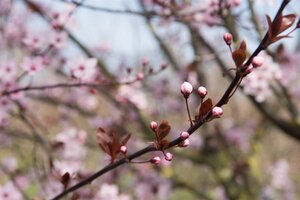 Prunus cer. 'Nigra'= 'Pissardii' geen maat specificatie wortelgoed 3-5 tak struik - afbeelding 6