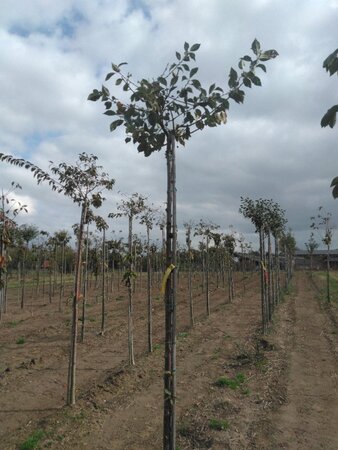 Prunus c. Schattenmorelle = Noordkriek 12-14 Hoogstam wortelgoed 2 X verplant - afbeelding 4