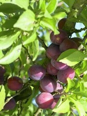 Prunus d. 'Anna Späth' 16-18 Halfstam wortelgoed - afbeelding 2