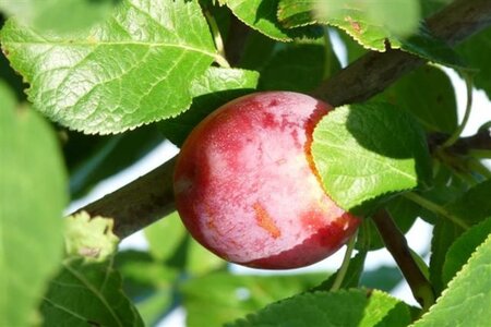 Prunus d. 'Avalon' 8-10 Halfstam wortelgoed