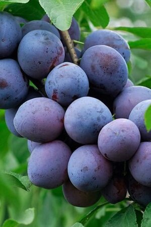 Prunus d. 'The Czar' dubbele U met rek wortelgoed