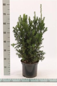 Prunus d. 'Monsieur Hâtif' 6-8 Halfstam wortelgoed - afbeelding 3