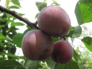 Prunus d. 'Monsieur Hâtif' 6-8 Hoogstam wortelgoed - afbeelding 2