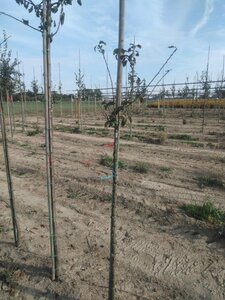 Prunus d. 'Mirabelle de Metz' 6-8 Halfstam wortelgoed