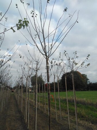 Prunus d. 'Mirabelle de Nancy' 12-14 Hoogstam wortelgoed 2 X verplant