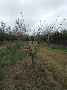 Prunus d. 'Mirabelle de Nancy' 2jr. A kwal. wortelgoed struik