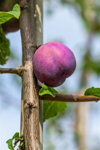 Prunus d. 'Monarch' 25-30 Hoogstam draadkluit 4 X verplant - afbeelding 2