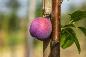 Prunus d. 'Monarch' 25-30 Hoogstam draadkluit 4 X verplant - afbeelding 3