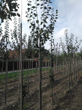 Prunus d. 'Opal' (vroeg) 12-14 Hoogstam wortelgoed 2 X verplant - afbeelding 3