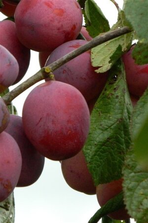 Prunus d. 'Opal' (vroeg) laagstam wortelgoed leiboom rek - afbeelding 1