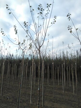 Prunus d. 'Reine Claude Crottée' = Verte= Dorée 12-14 Hoogstam wortelgoed 2 X verplant