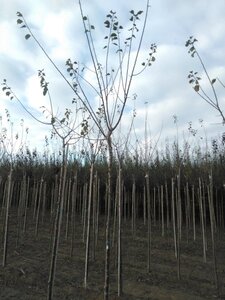 Prunus d. 'Reine Claude Crottée' = Verte= Dorée 12-14 Hoogstam wortelgoed 2 X verplant