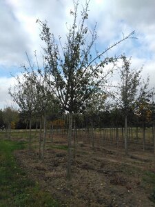 Prunus d. 'Reine Claude d'Oullins' GEELGROEN 30-35 Hoogstam draadkluit 4 X verplant