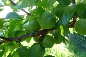 Prunus d. 'Reine Claude Verte' 8-10 Halfstam wortelgoed - afbeelding 3