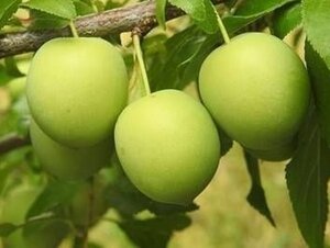 Prunus d. 'Reine Claude Verte' 8-10 Hoogstam wortelgoed - afbeelding 2