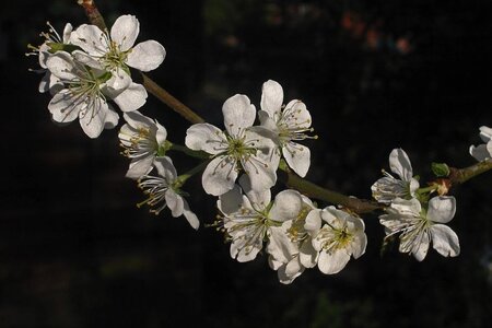 Prunus d. 'Victoria' (laat) ROOD/ROZE dubbele U met rek wortelgoed - afbeelding 3