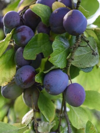 Prunus d. 'Victoria' (laat) ROOD/ROZE dubbele U met rek wortelgoed - afbeelding 5
