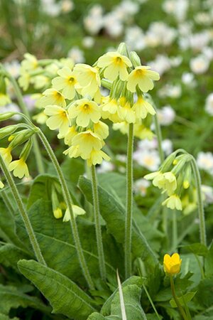 Primula elatior geen maat specificatie 0,55L/P9cm - afbeelding 5